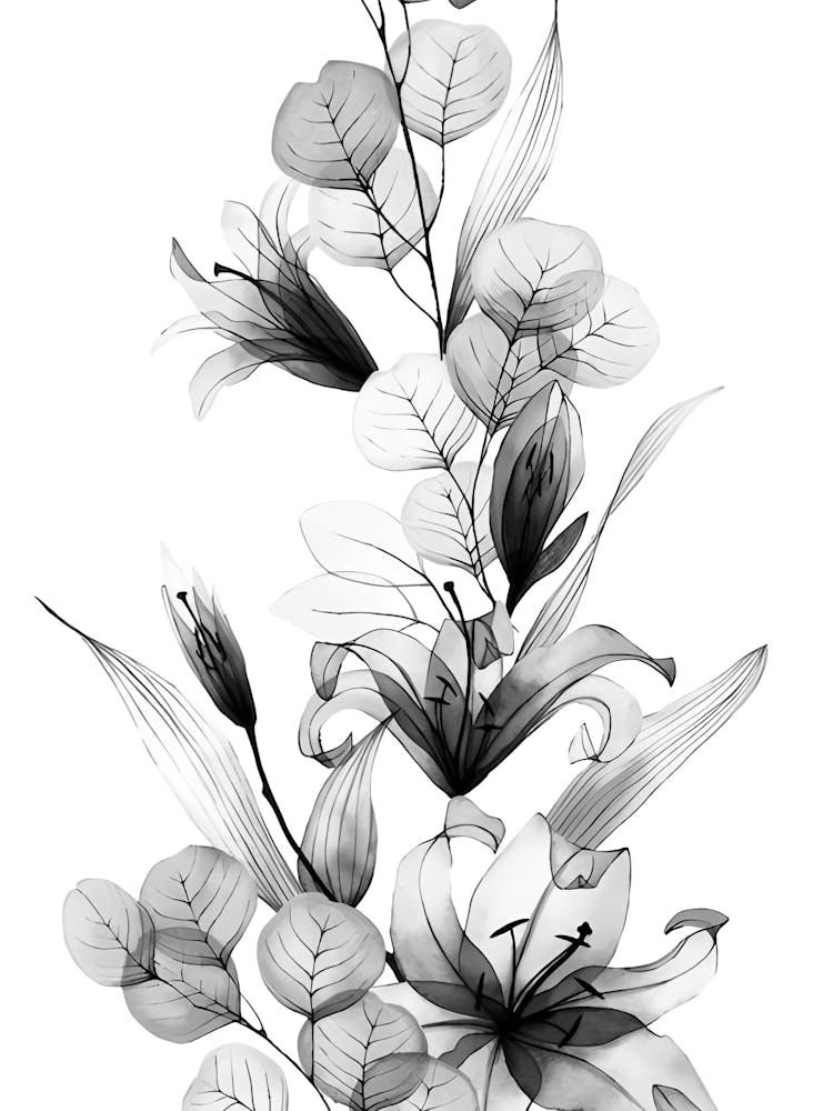 Black And White Lily 1