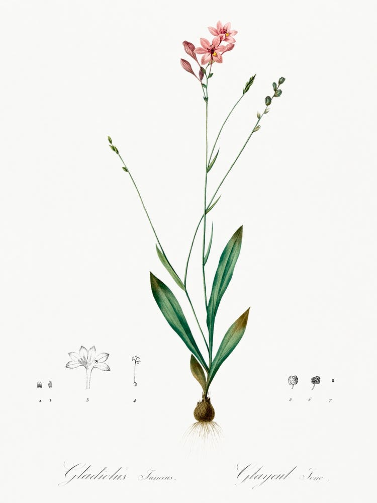 Gladiolus Junceus Illustration aus Les Liliacées (1805), Pierre Joseph Redoute