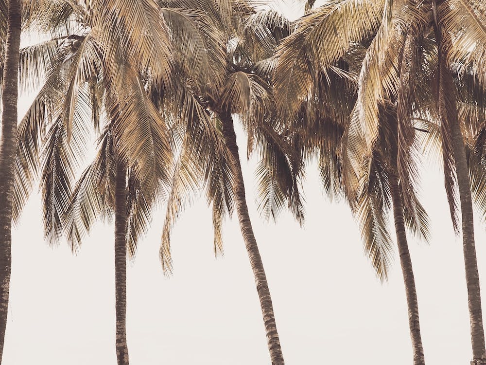 Pastel Palm Tree Sky