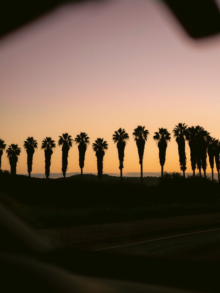 Palms of Portugal | Algarve Travel Photography