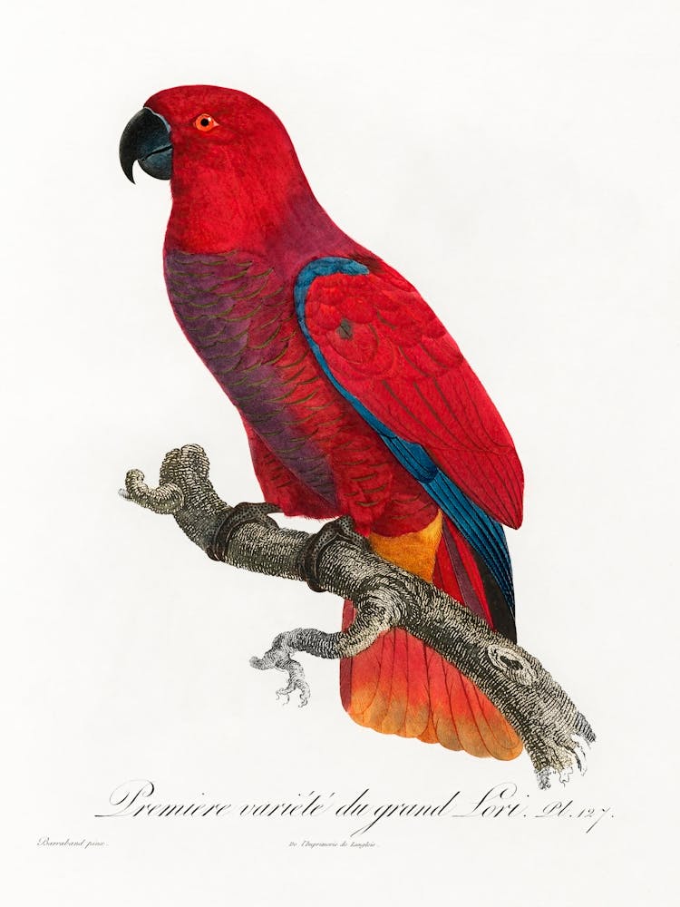 The Eclectus Parrot From Natural History Of Parrots, Francois Levaillant 1