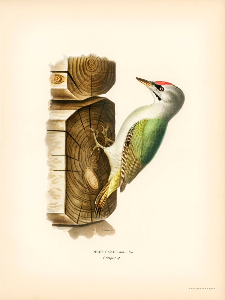 Picus Canus, The Von Wright Brothers