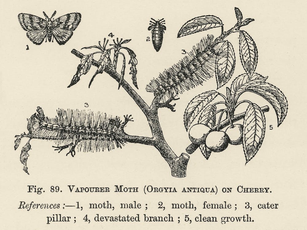 Vintage Illustration Of Vapourer Moth, John Wright
