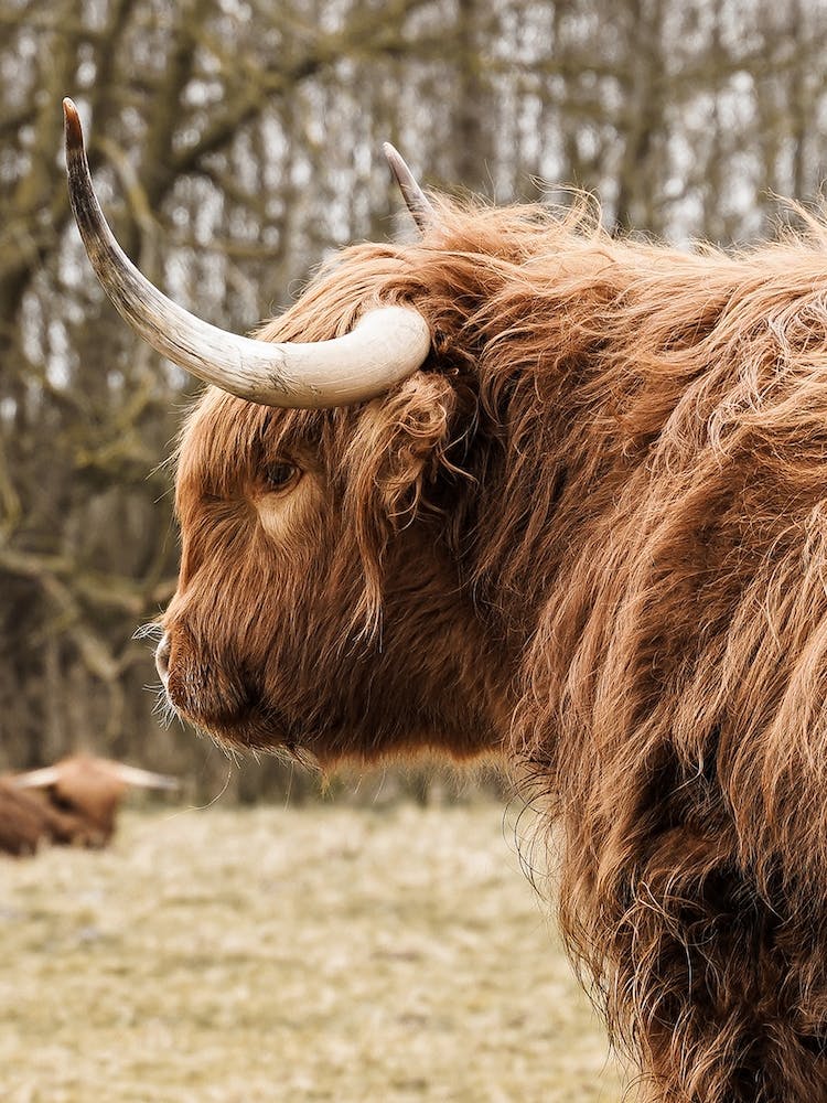 Highland Cow In Holland