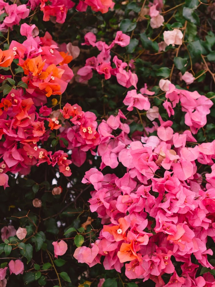 California Blooms IV