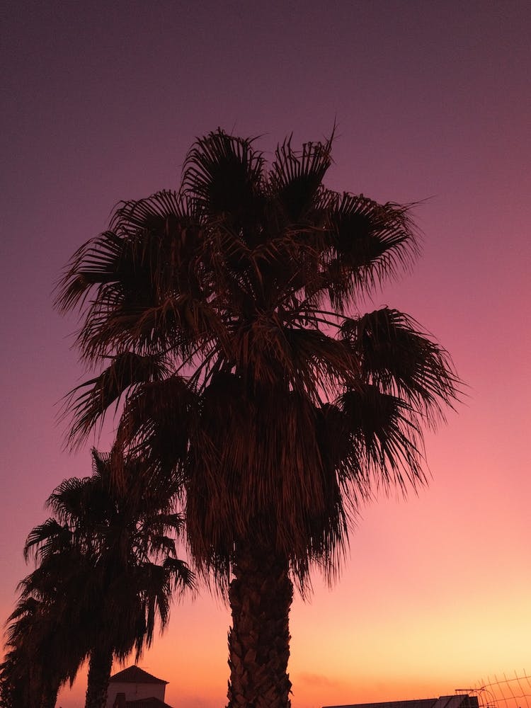 Palms At Dawn