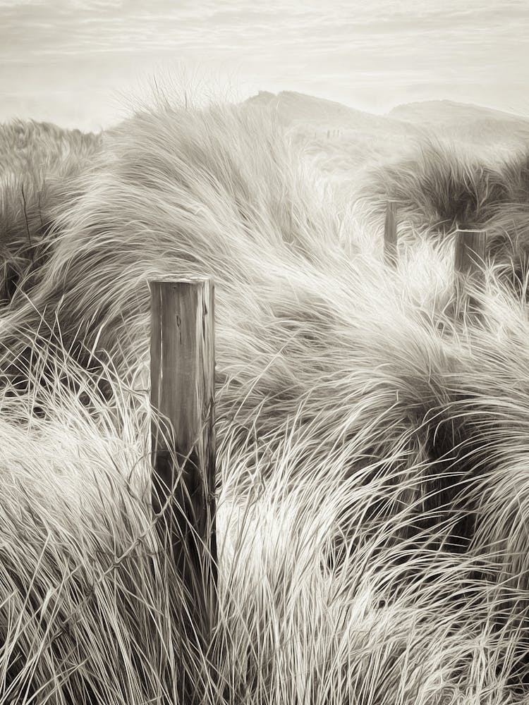 Fence Post In Grass