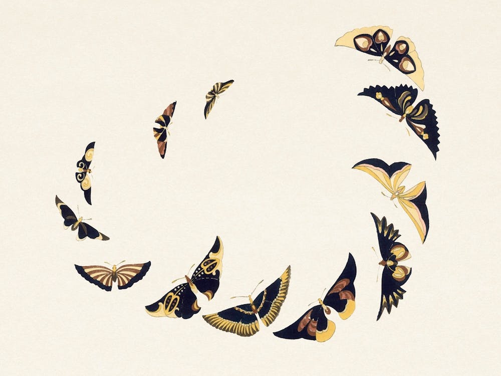 Vintage Butterfly, Cho Senshu (4)