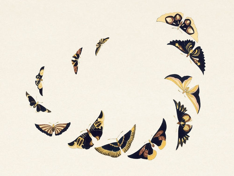 Vintage Butterfly, Cho Senshu (4)