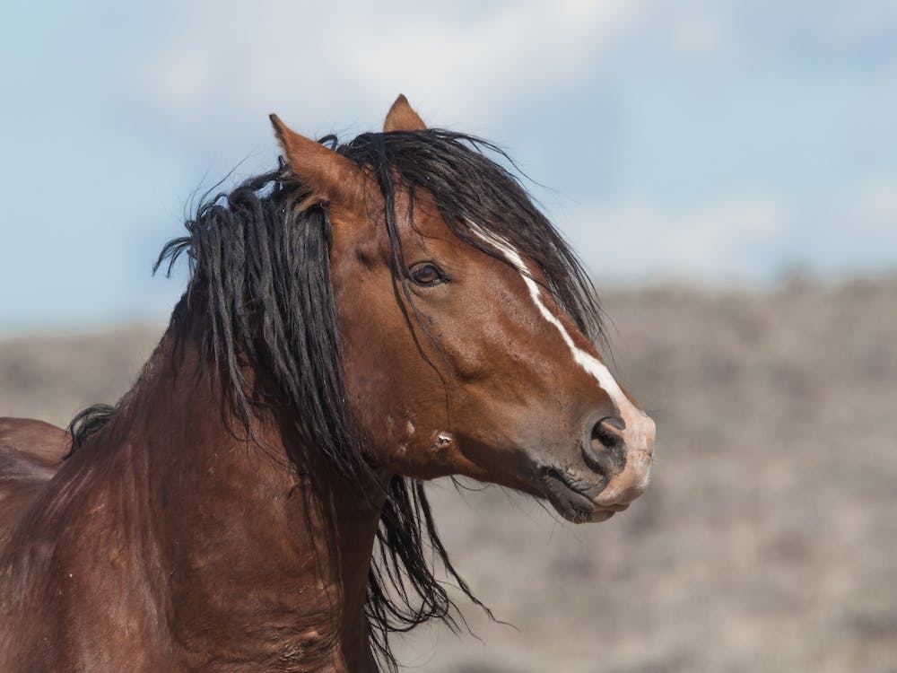 Stallion Horse