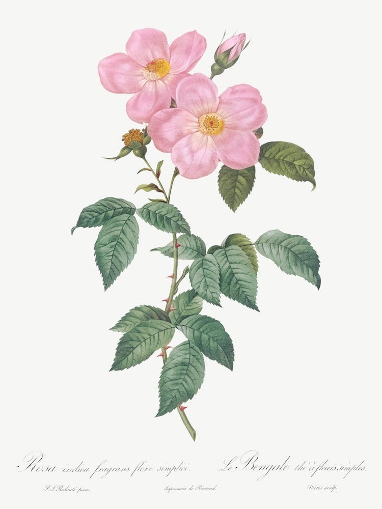 Single Tea Scented Rose Vintage