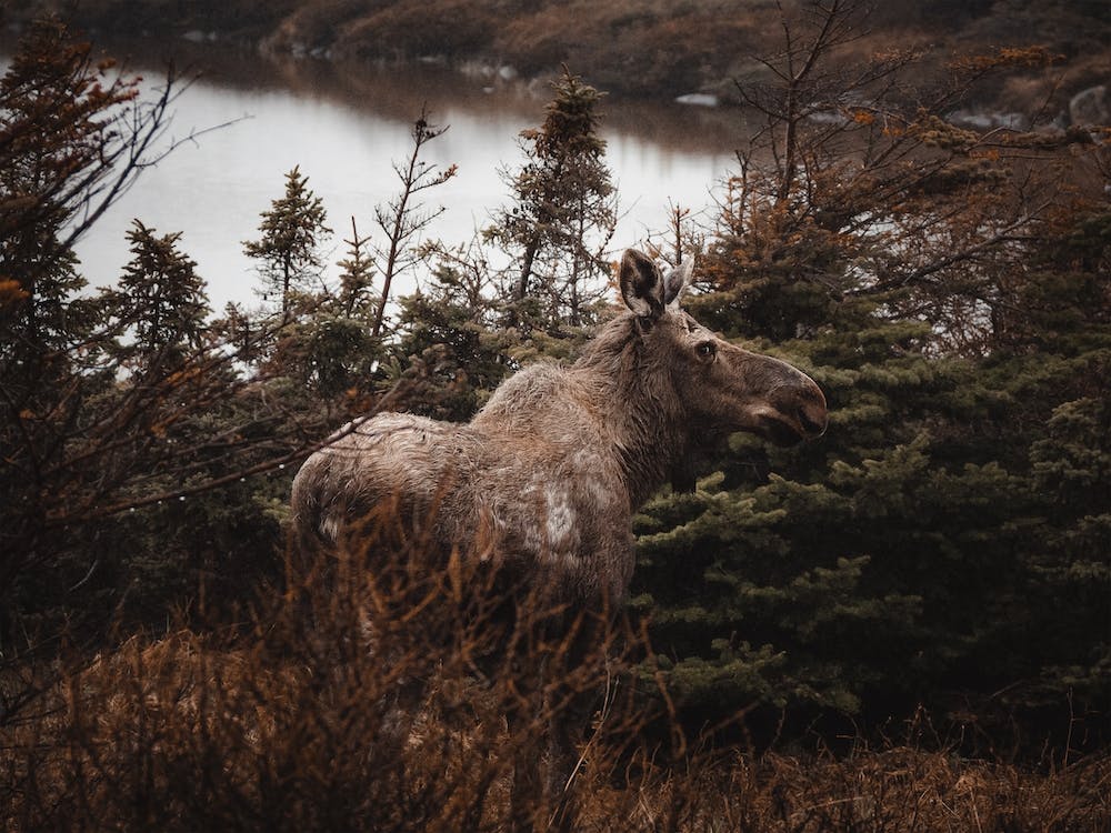 Moose In The Brush