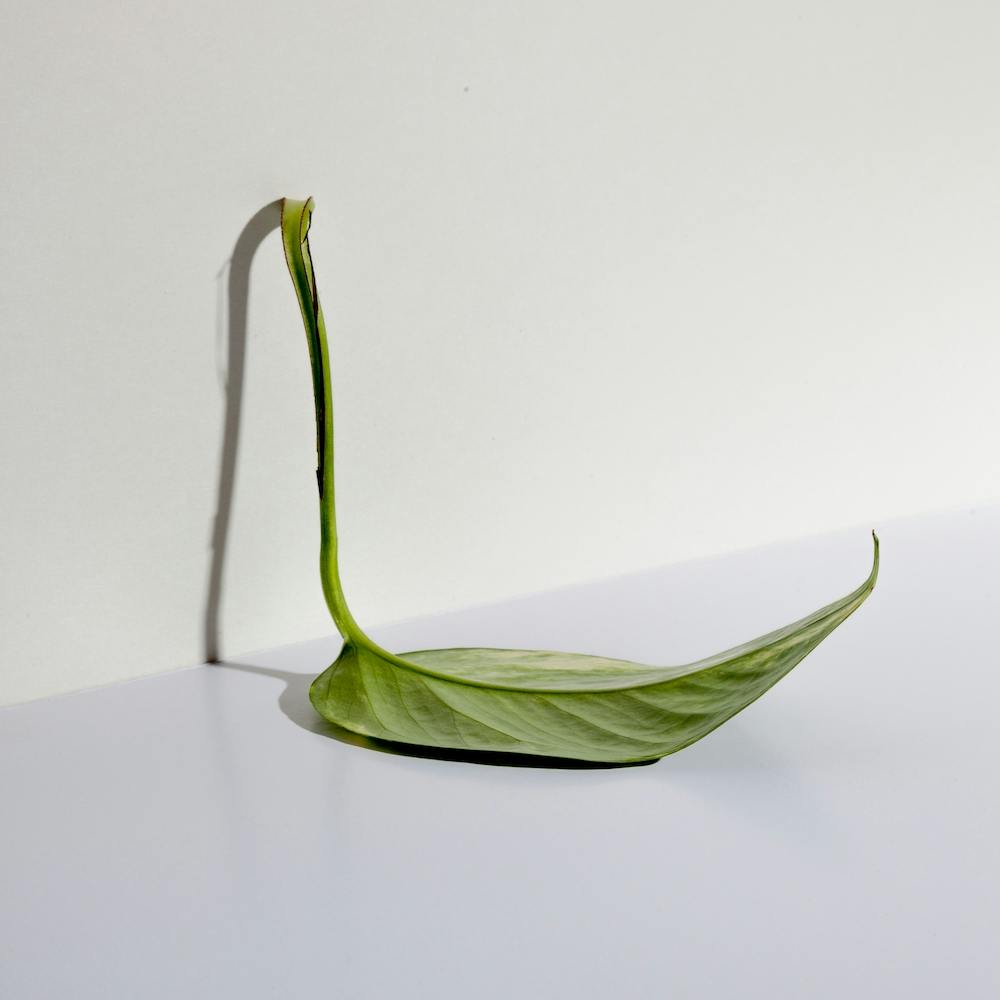 Feuille.