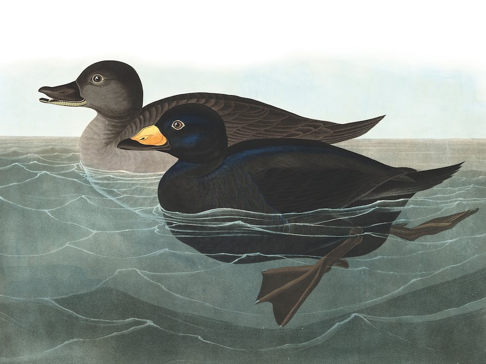 American Scoter Duck