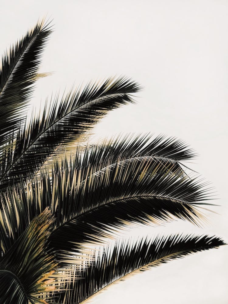 Palm Tree Leaves