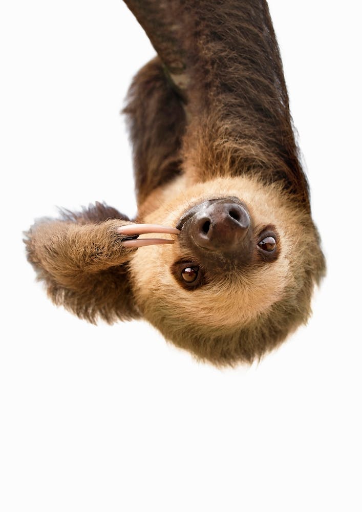 Sloth X