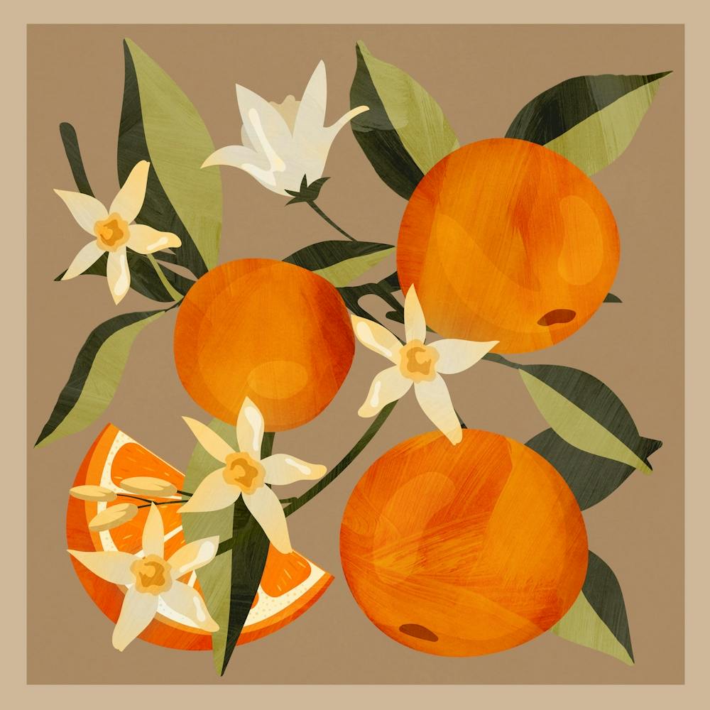 Oranges Botanical Art