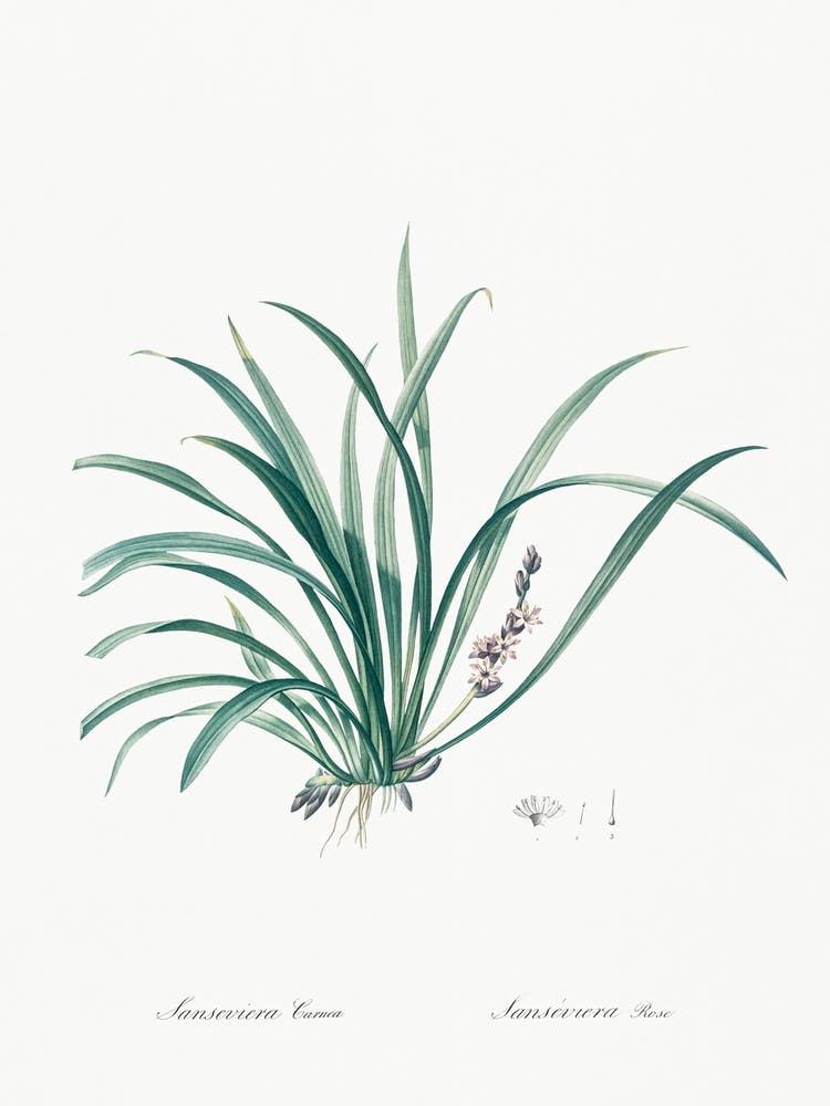 Sansevieria Carnea Illustration From Les Liliacées (1805), Pierre Joseph Redoute