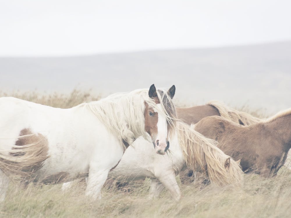 Chevaux Sauvages