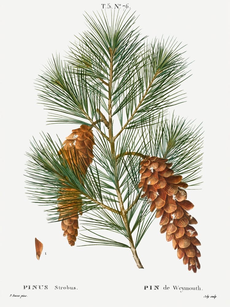 White Pine Print