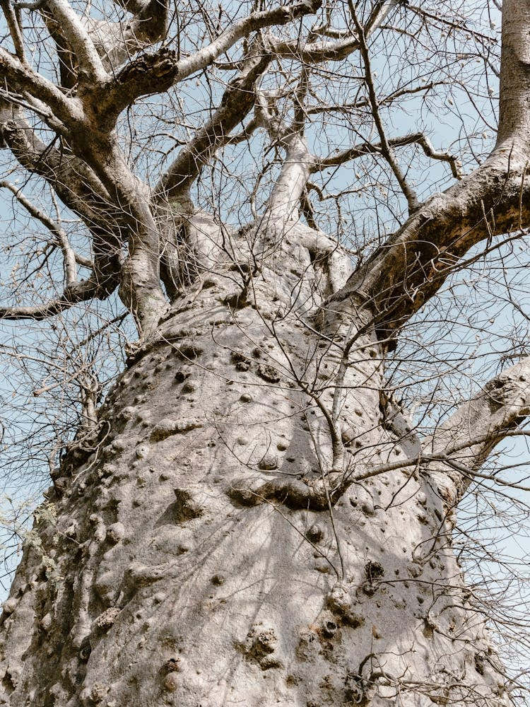 Baobab Tree In Africa