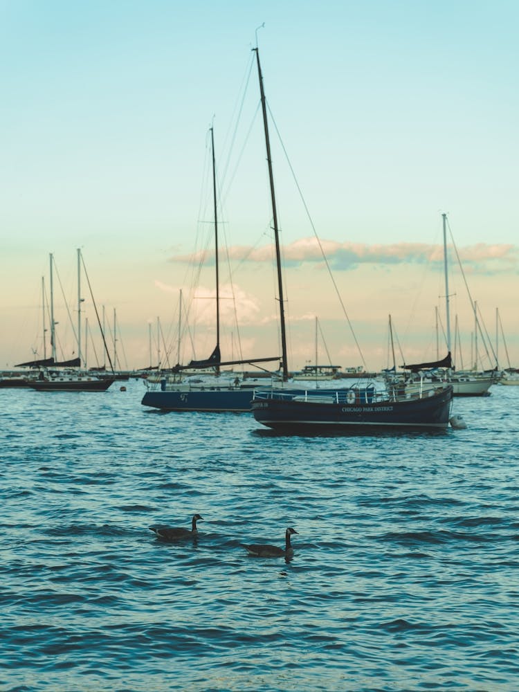 Sailboats In The Harbor