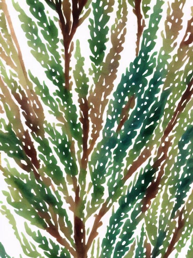 Acropora Gemmifera Graphique Vintage Aquarelle