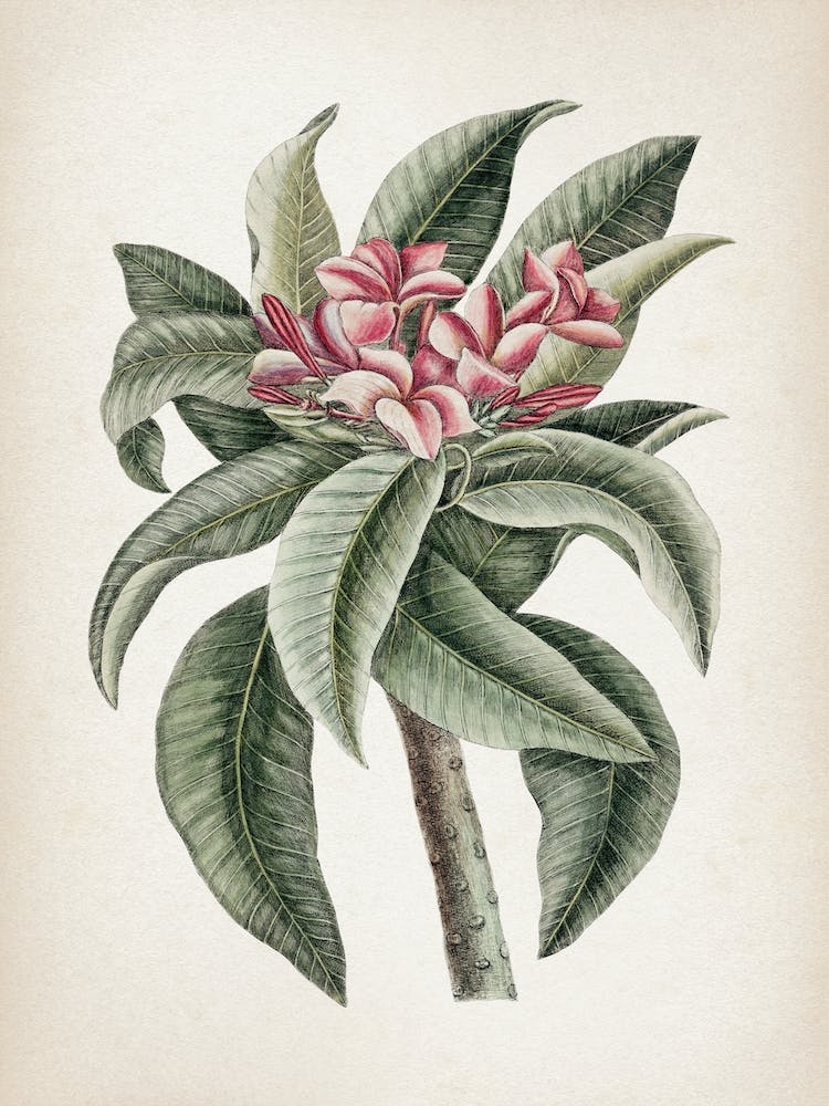 Vintage Catesby 1 Plumeria Odoratissimo