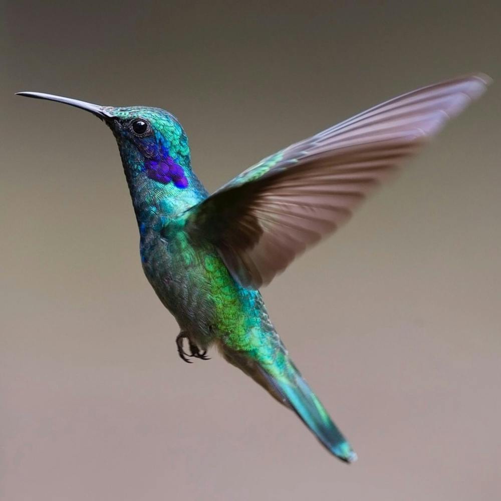 Hummingbird - Hummingbird Stock Videos & Royalty-Free Footage