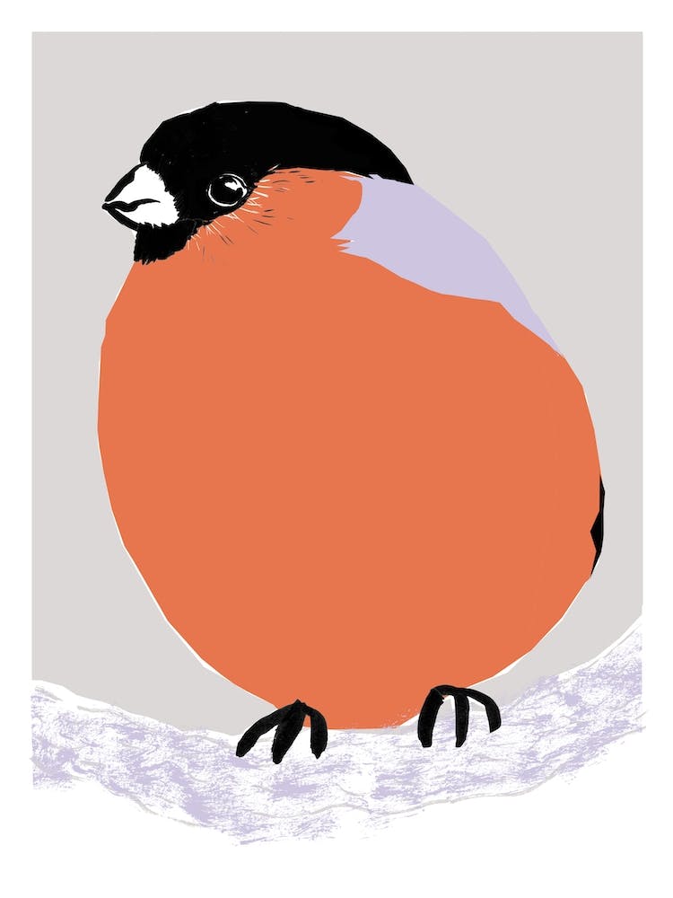 Bullfinch