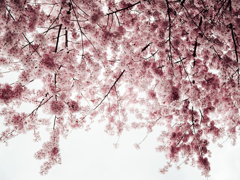 Spring Cherry Blossoms