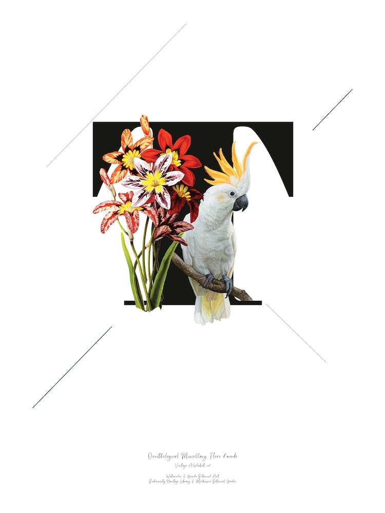 Botanical  Alphabet T
