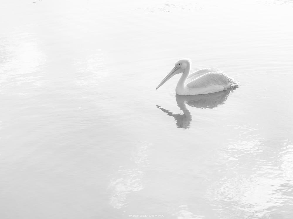 A Black And White Pelican In Mirror Water