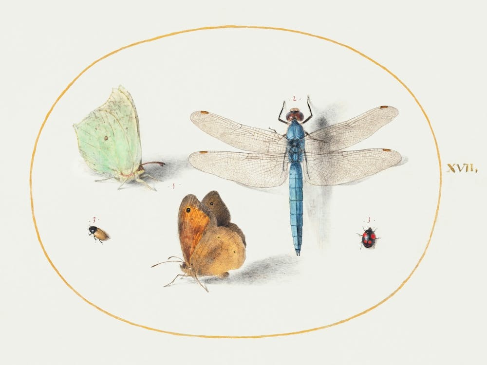 Brimstone And Meadow Brown Butterflies, A Dragonfly, And Two Small Insects (1575–1580), Joris Hoefnagel