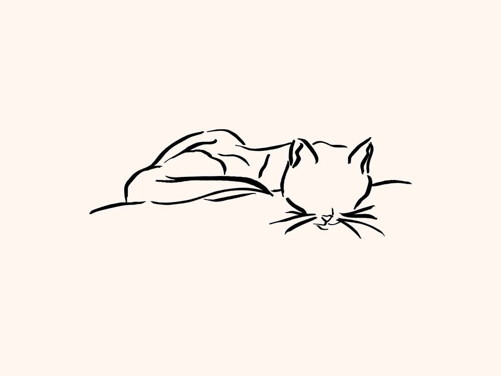 Schlafende Katze Tuschezeichnung