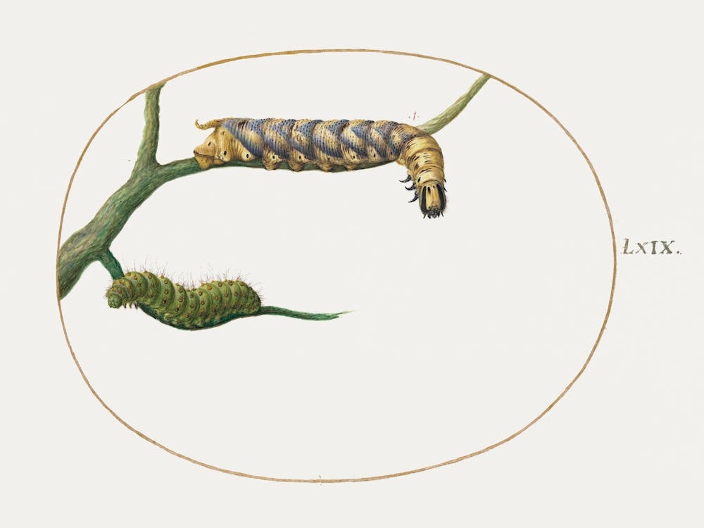 Emperor Moth Caterpillar With A Second Caterpillar On A Branch (1575–1580), Joris Hoefnagel