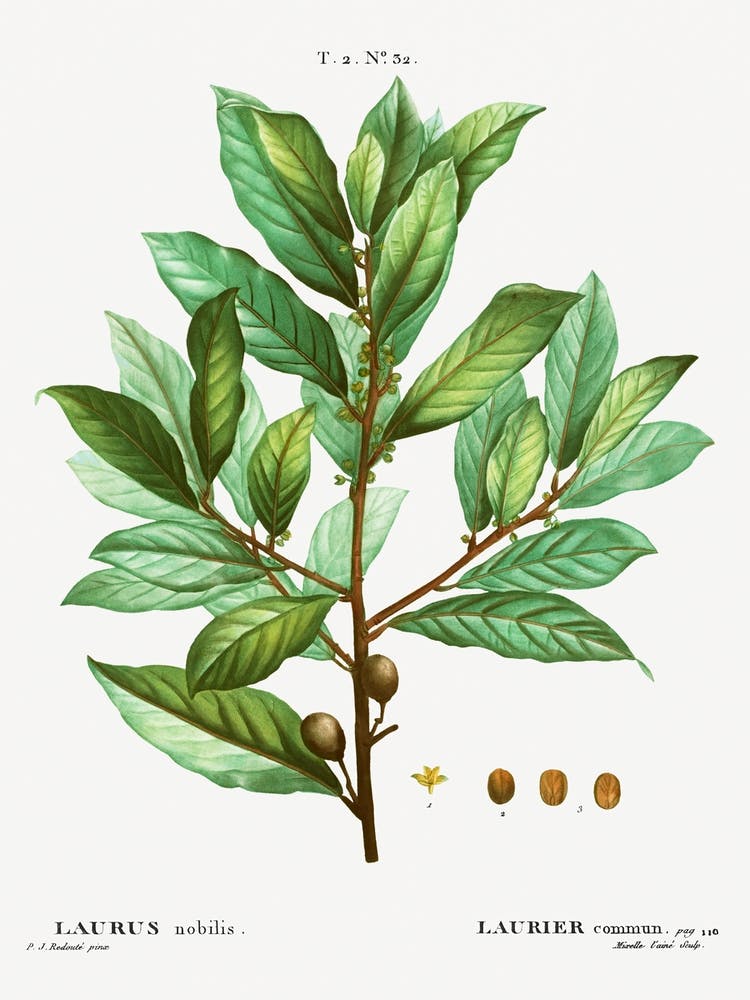Bay Laurel, Pierre Joseph Redoute