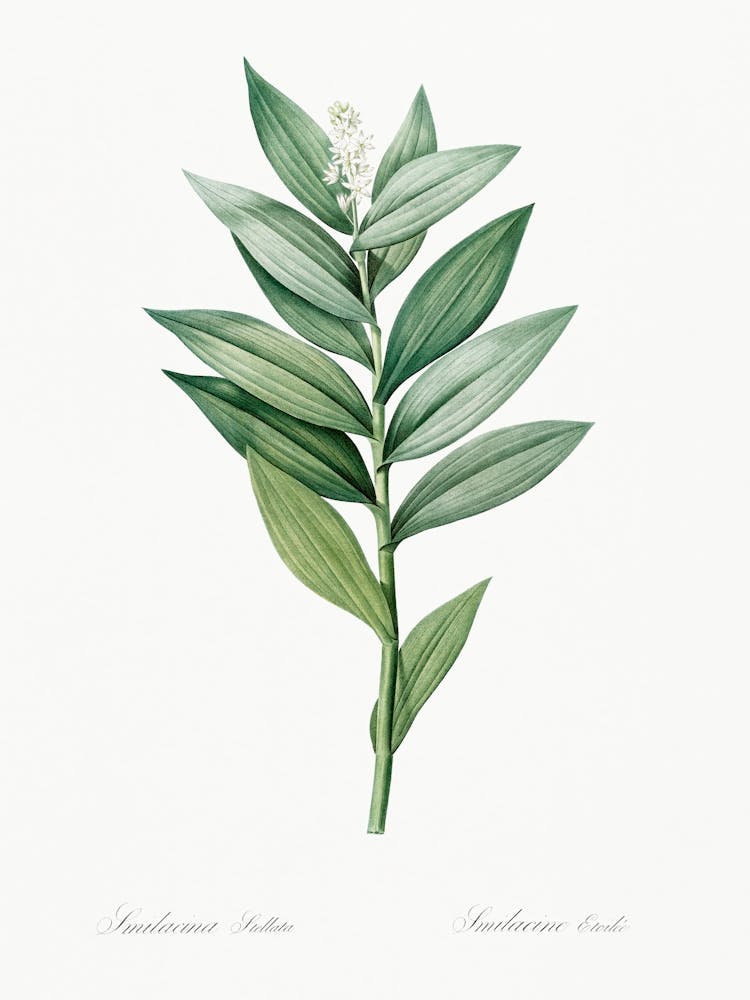 Smilacina Stellata Illustration From Les Liliacées (1805), Pierre Joseph Redoute