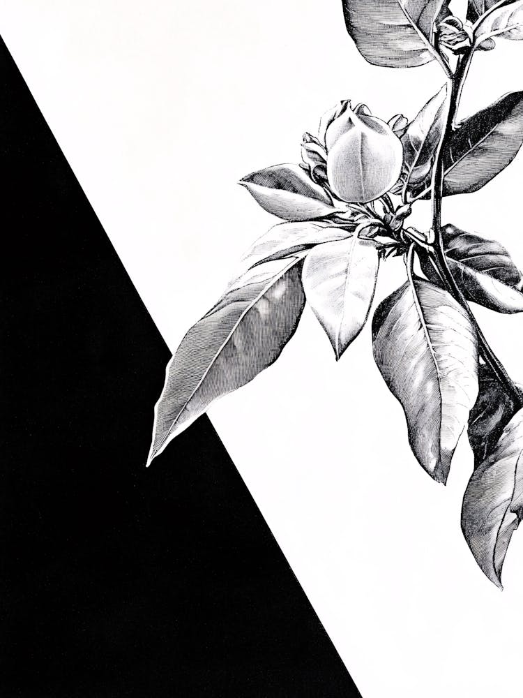 Black And White Drawing Of A Flower