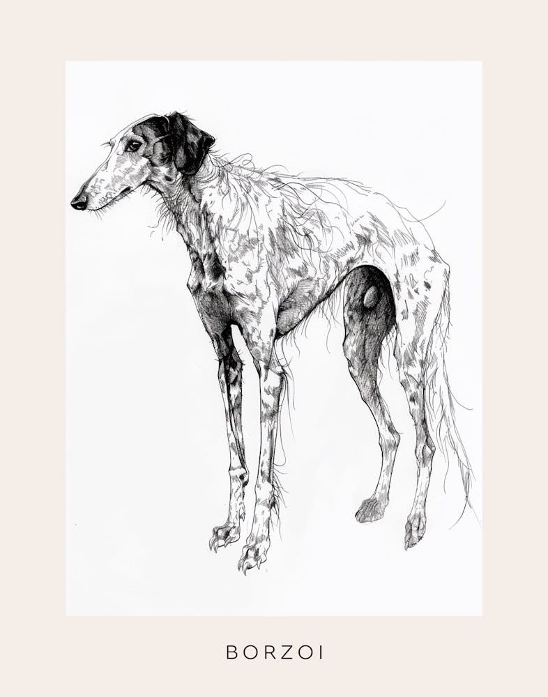 Borzoi Dog Line Sketch 3 Poster