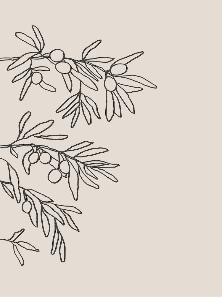 Mid Summer Olive Branch 01