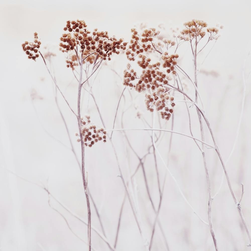 Wildflowers Iceland Square