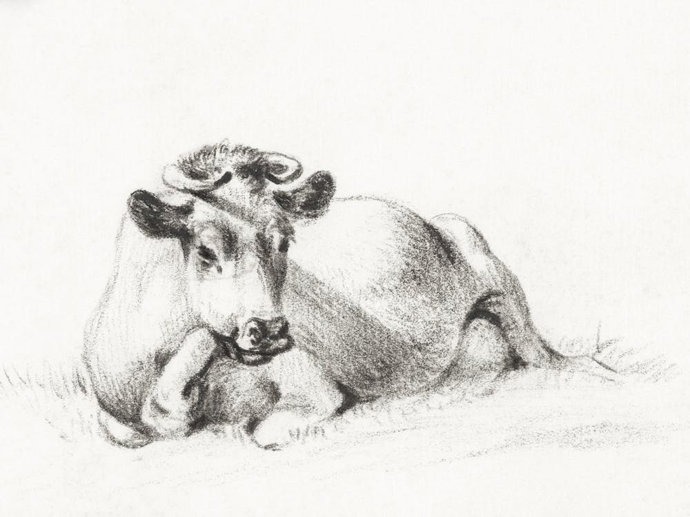 Liegende Kuh 1, Jean Bernard