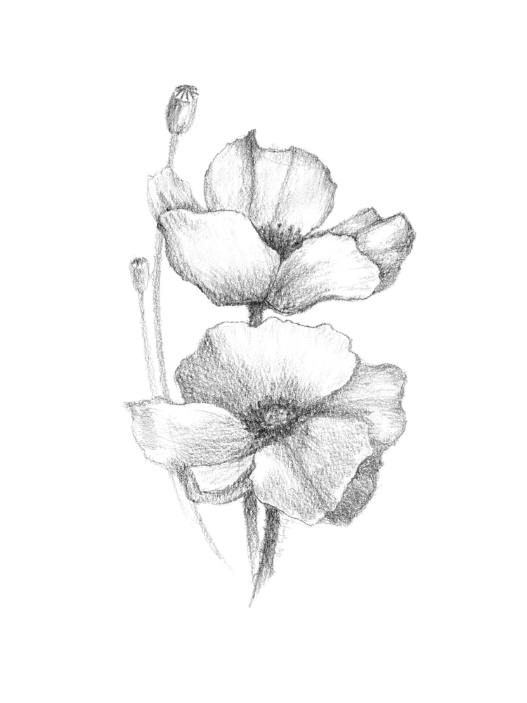 Flower II by Aga Szafranska