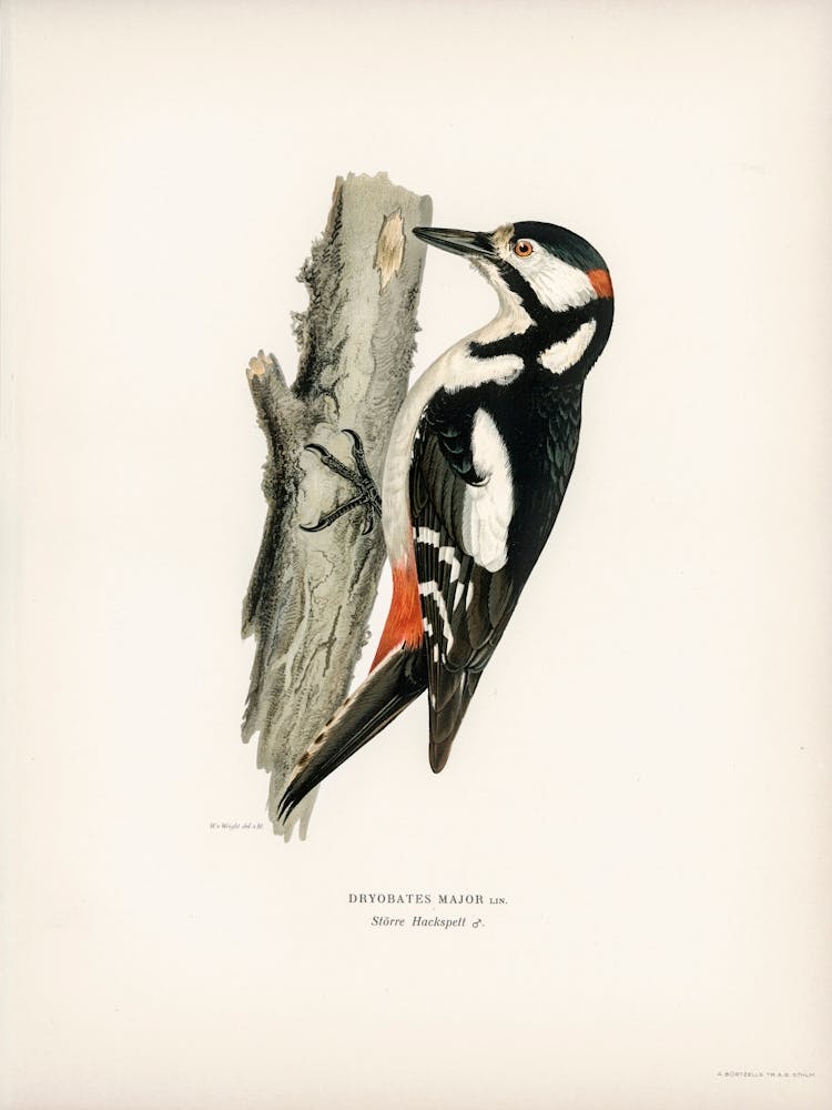 Great Spotted Woodpecker Male (Dryobates Major), The Von Wright Brothers