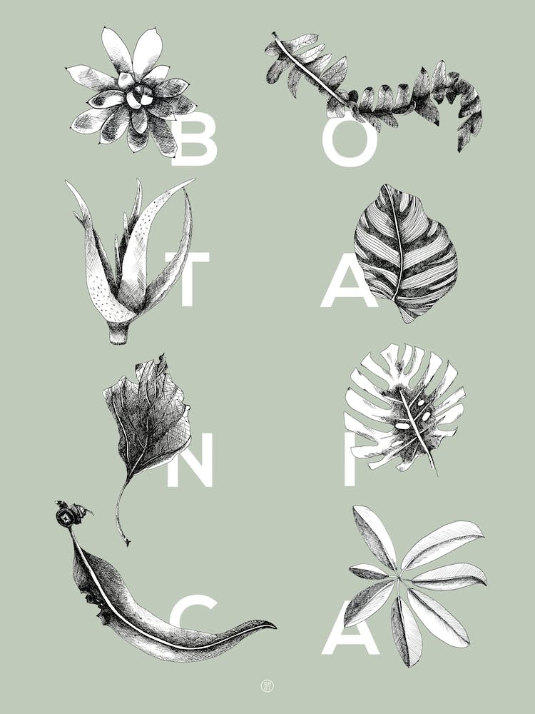 Botanica Letters Mint