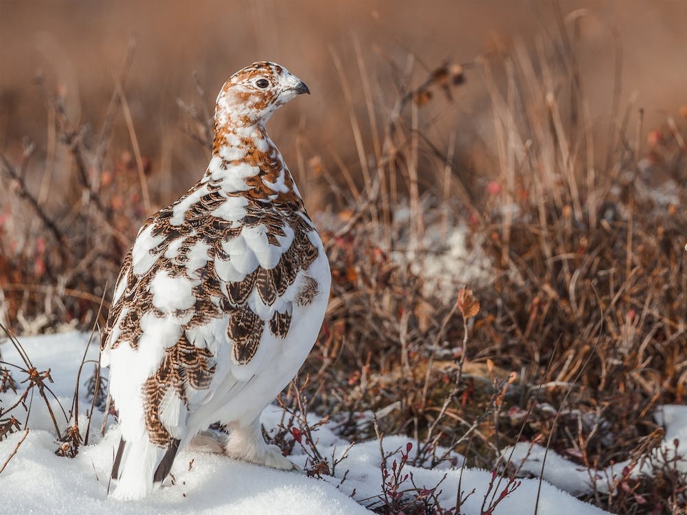 Ptarmigan In Winter