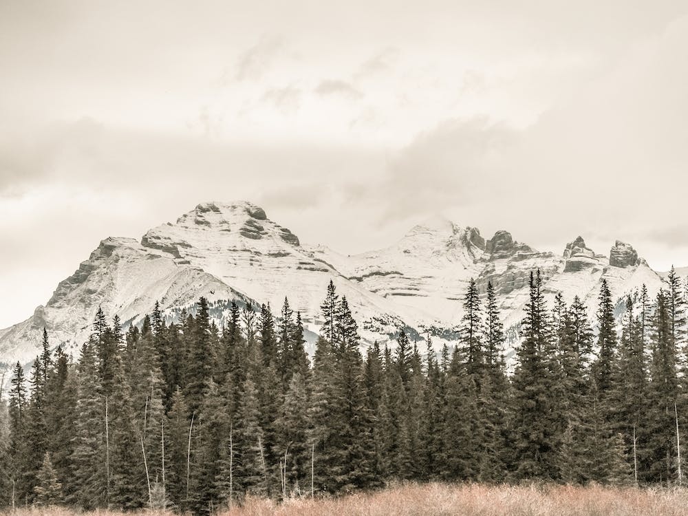Rustic Mountain Forest