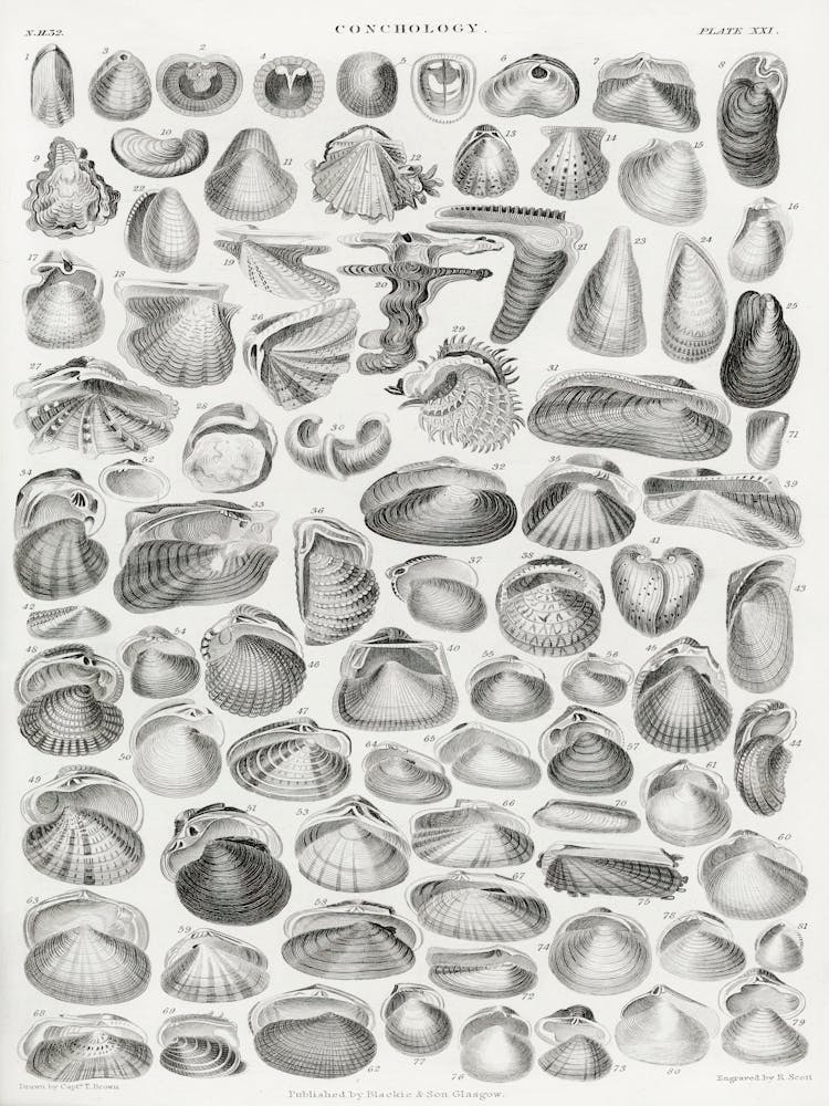 Conchology, Oliver Goldsmith 2