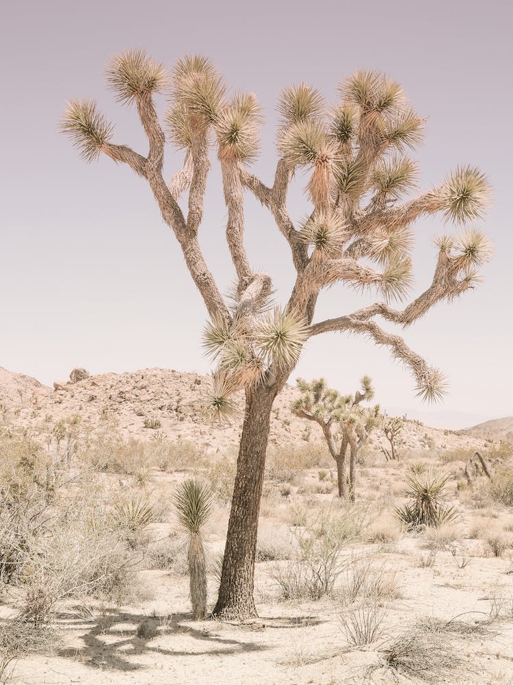 Joshua Tree